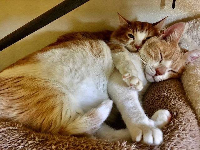 Two cats snuggled together sleeping.