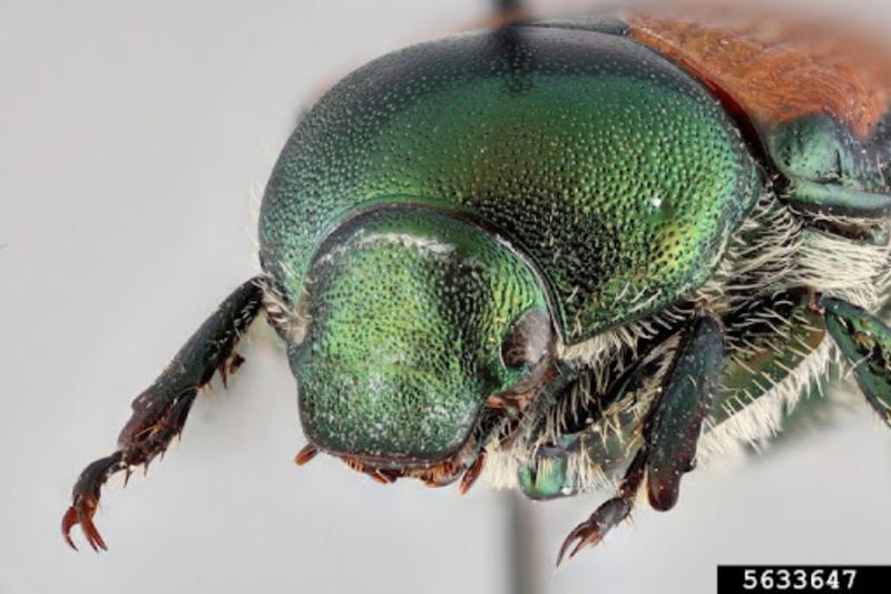 Japanese beetle.