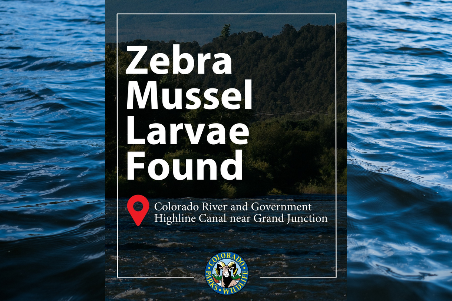 River water with white text reading, "zebra mussel larvae found," with the Colorado Parks and Wildlife logo at the bottom. 