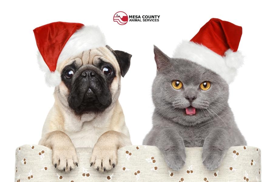 Tan and black dog with paws over tan chair next to grey cat with arms over chair and both are wearing red and white Santa hats. 