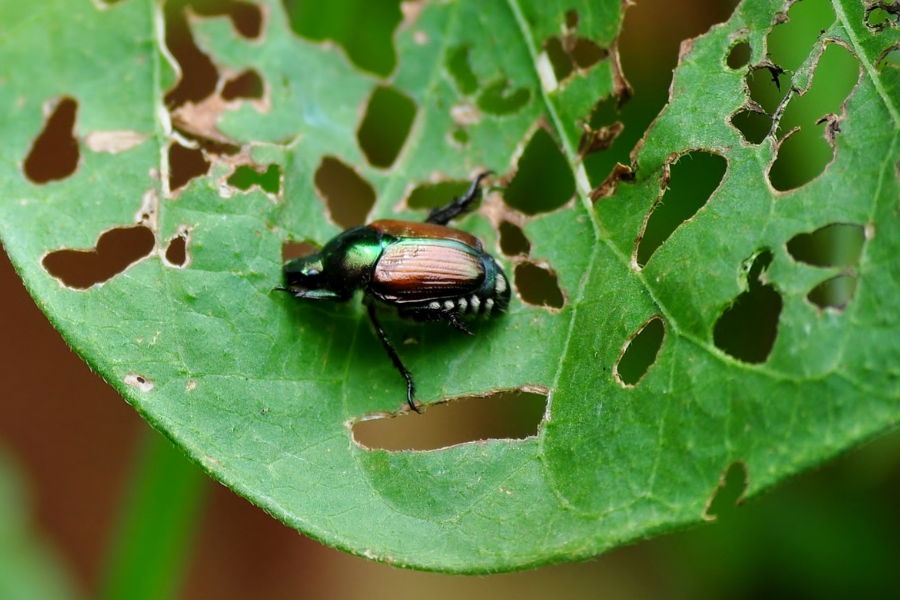 A Japanese Beetle with a shiny green and copper-colored body sits on a partially eaten green leaf, which has numerous holes caused by its feeding.