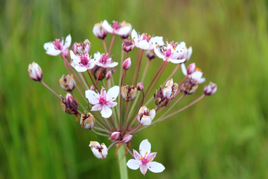 Small bunch of light pink flowering rush noxious weed. 