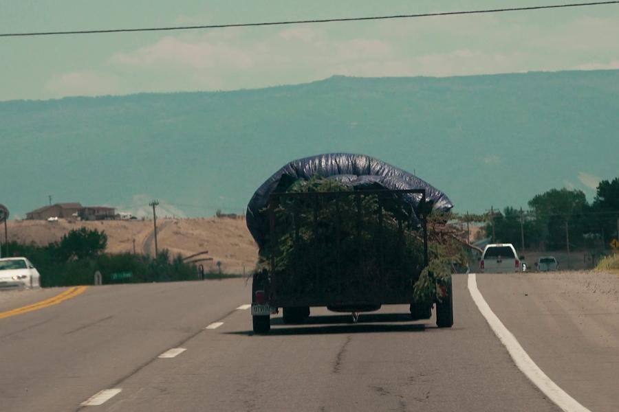 A trailer full of trees with a black tarp on top of them.