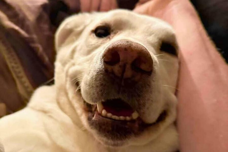 A dog smiling.