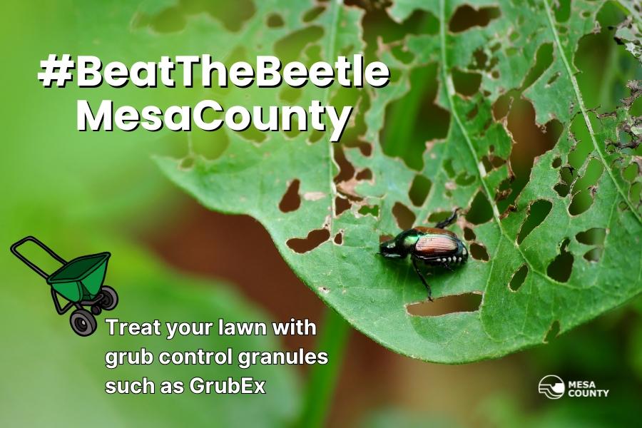 A Japanese beetle on a damaged leaf with white text reading, #BeatTheBeetleMesaCounty, Treat your lawn with grub control granules such as GrubEx.