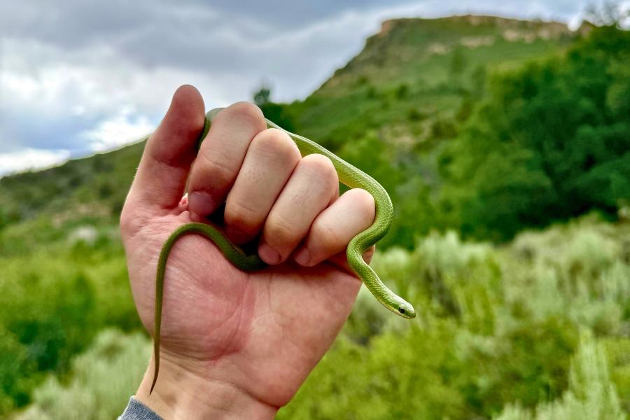 A hand holding a green snake. 